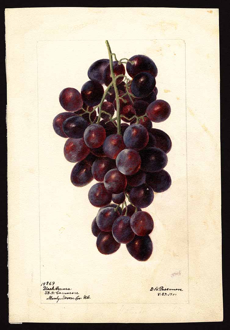 no HD illustration available (3)