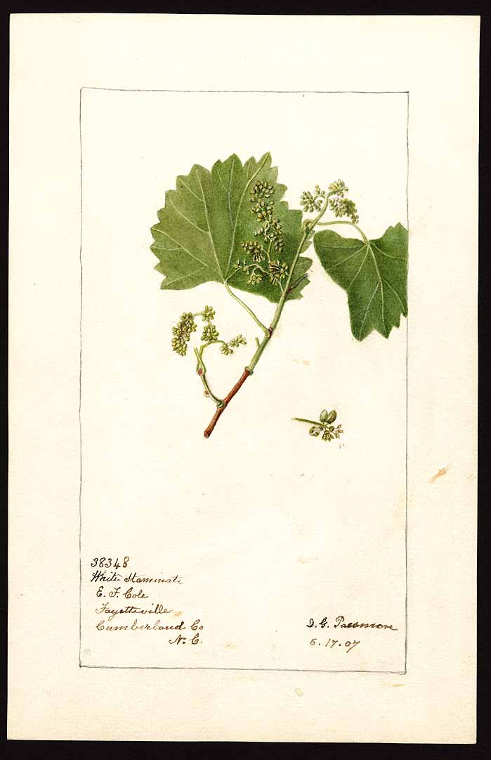 no HD illustration available (3)