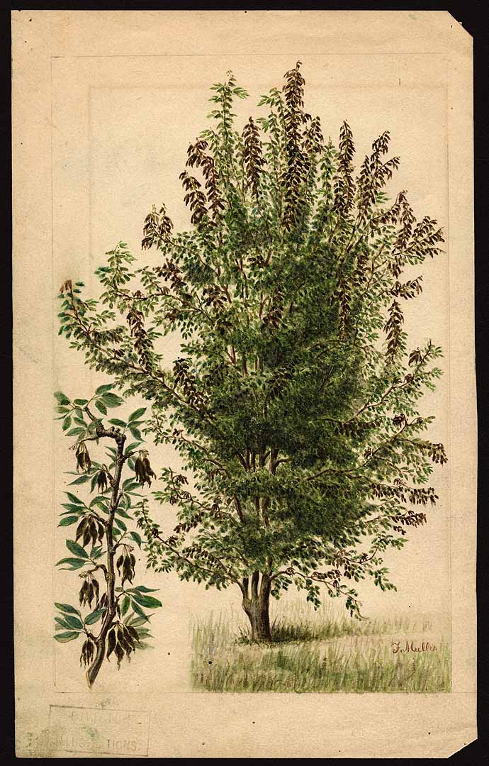 no HD illustration available (3)