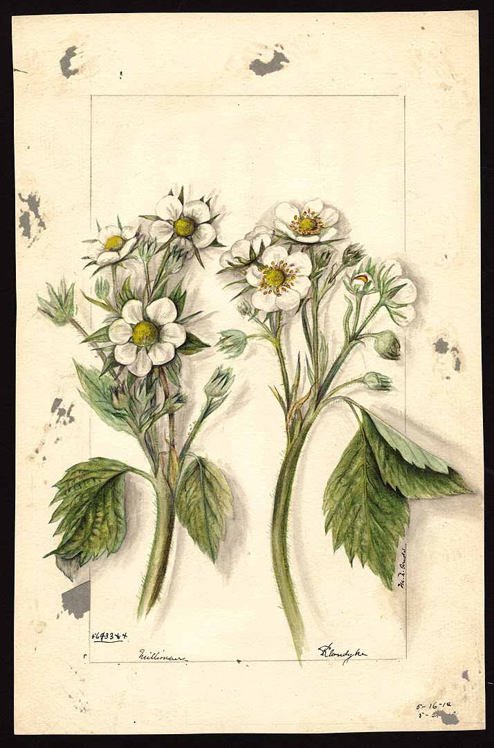 no HD illustration available (3)