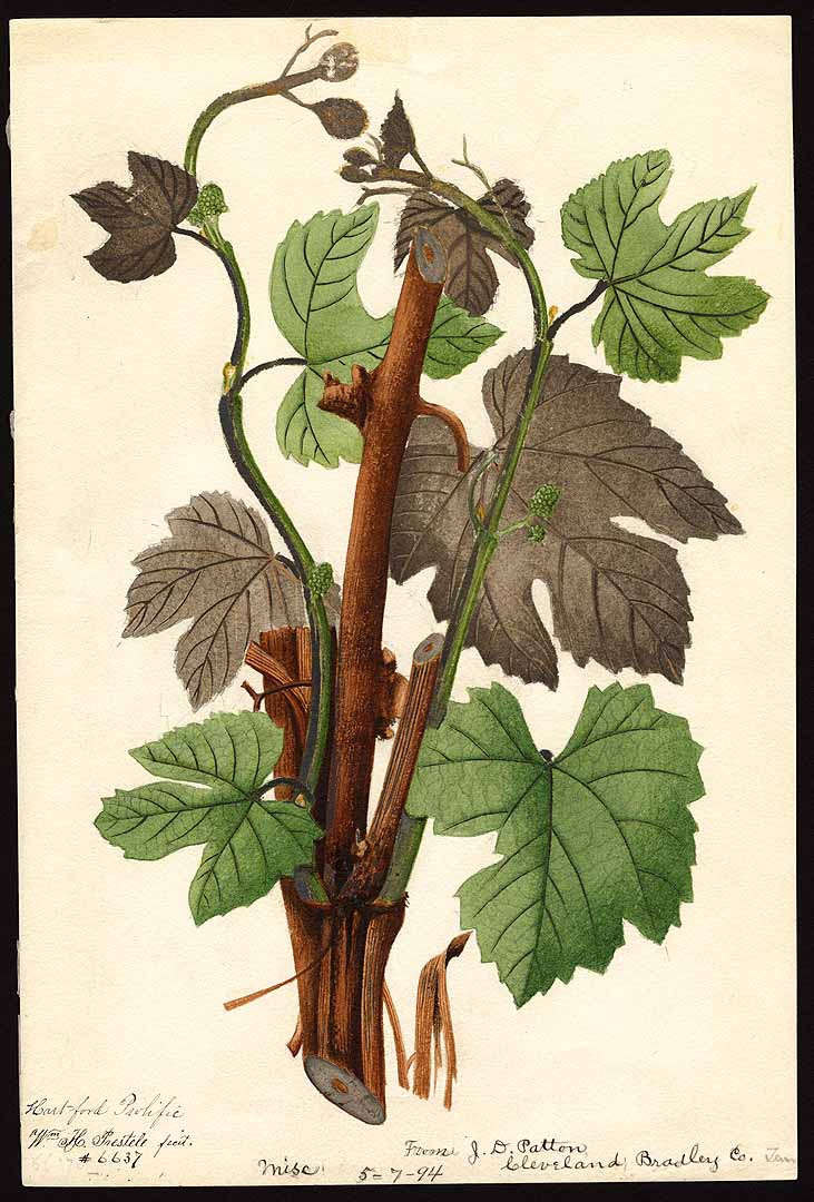 no HD illustration available (3)