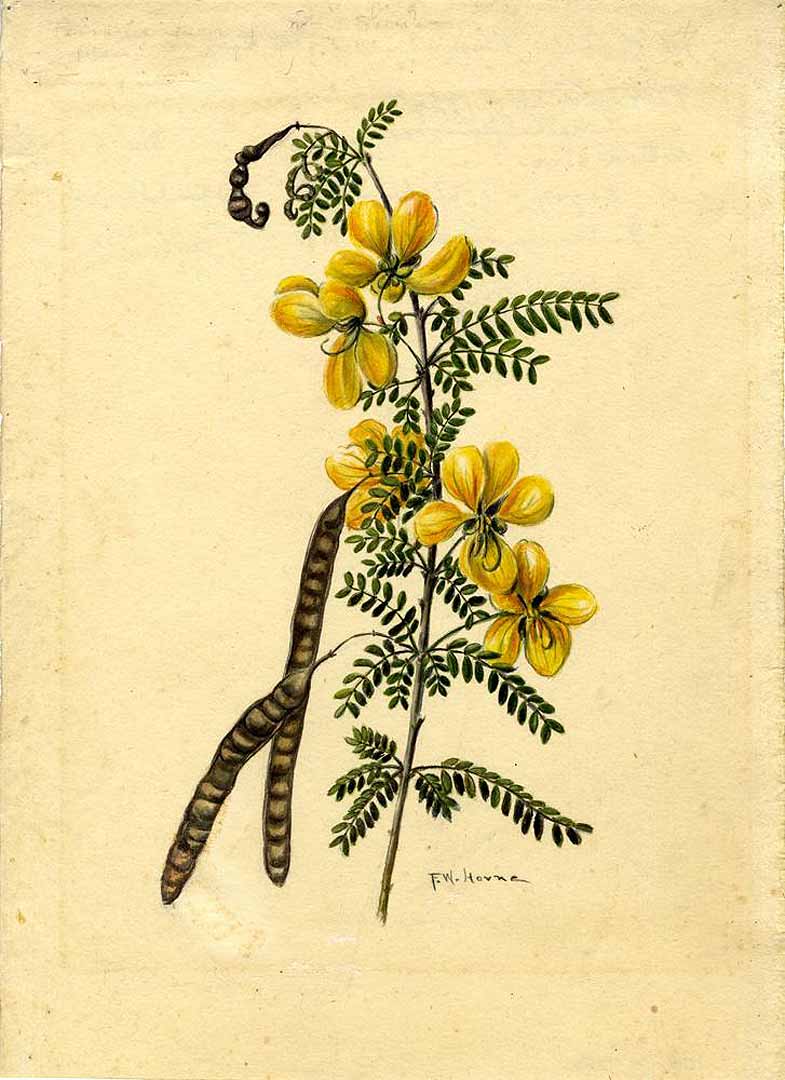 no HD illustration available (3)