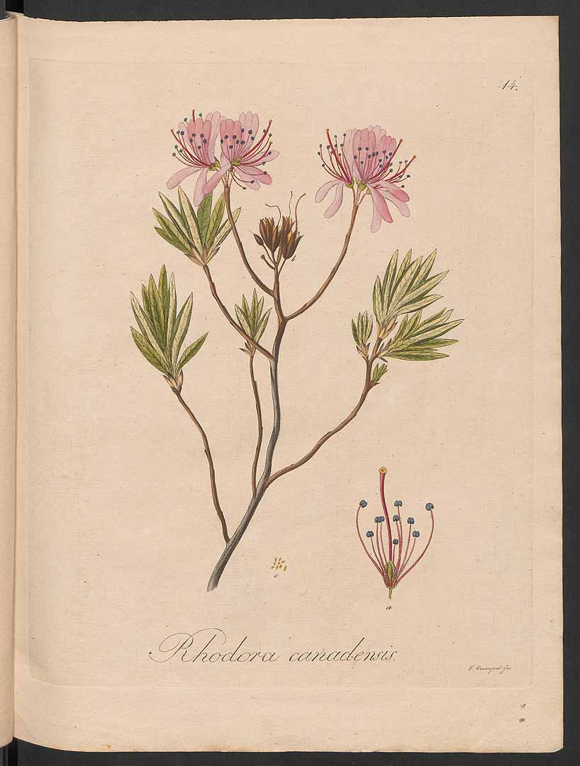 no HD illustration available (3)