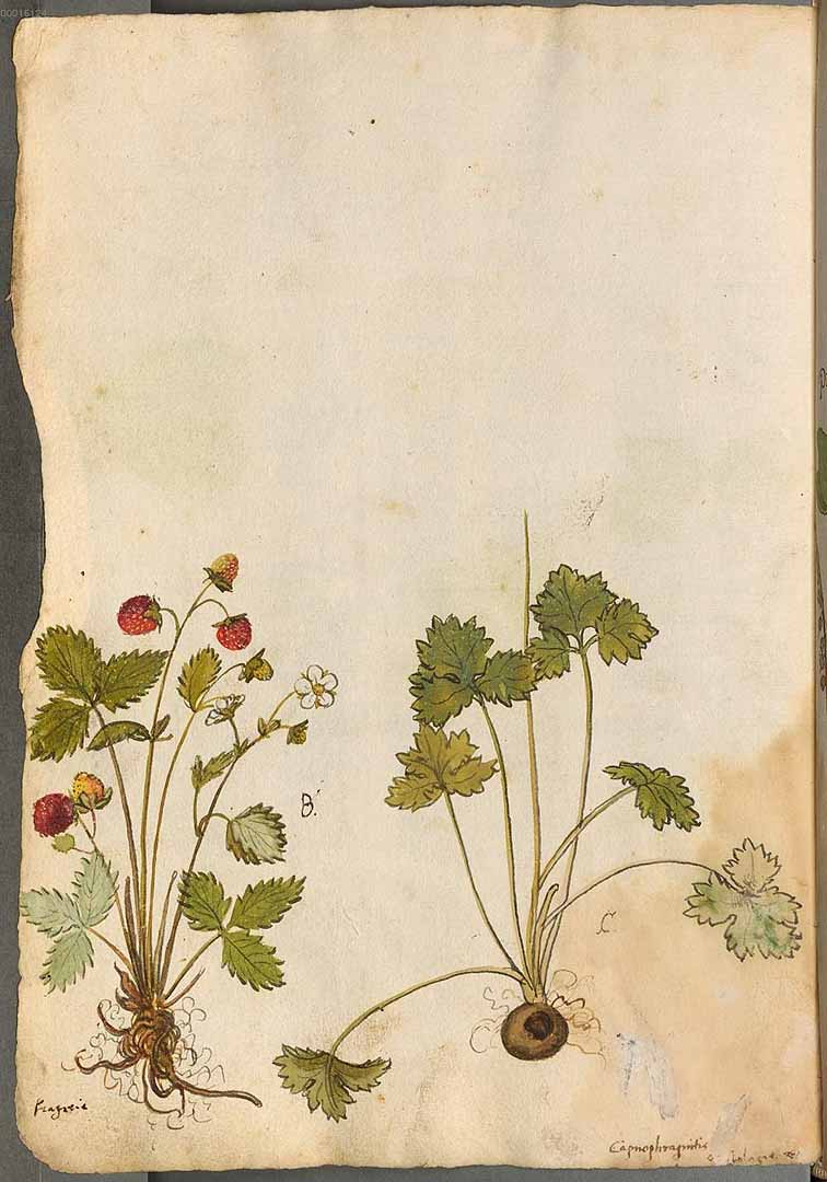 no HD illustration available (3)