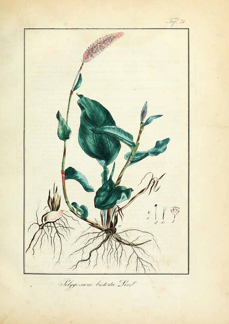 no HD illustration available (3)