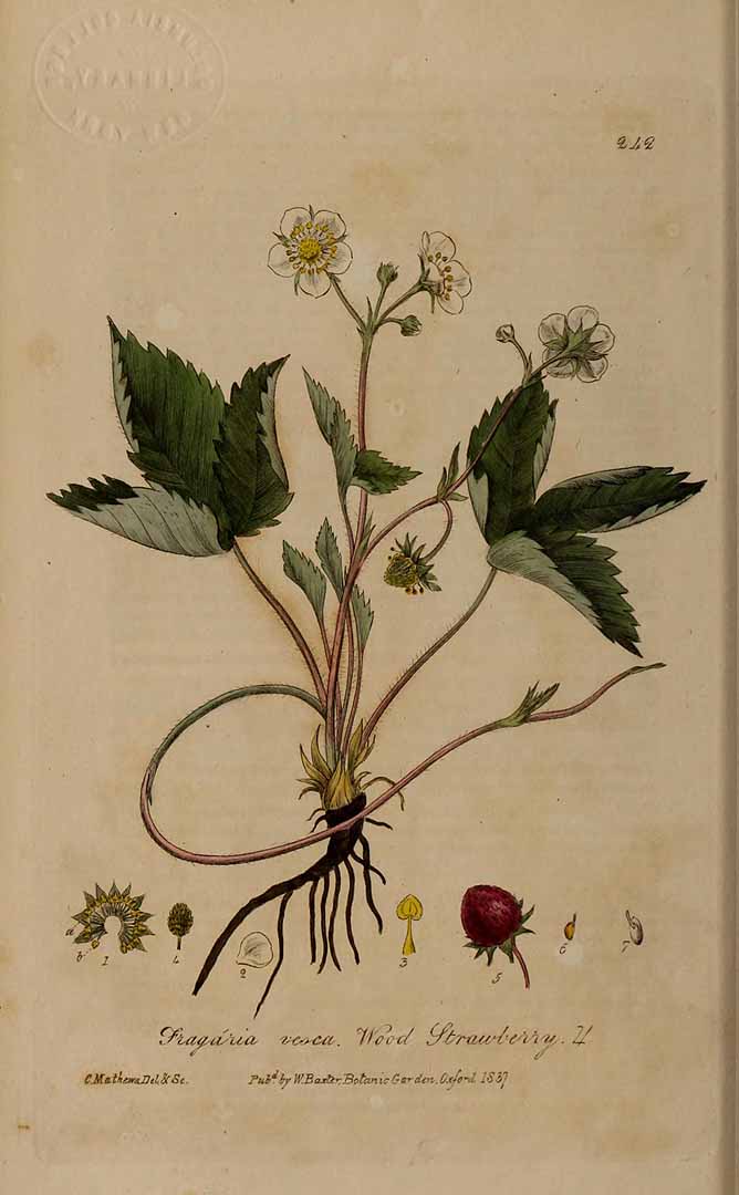 no HD illustration available (3)