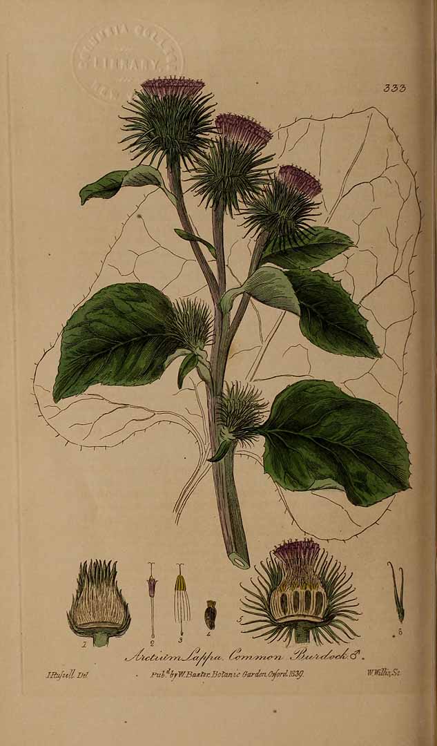 no HD illustration available (3)