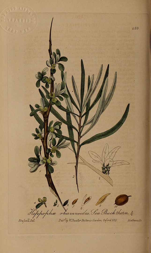 no HD illustration available (3)