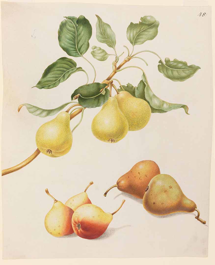 no HD illustration available (3)