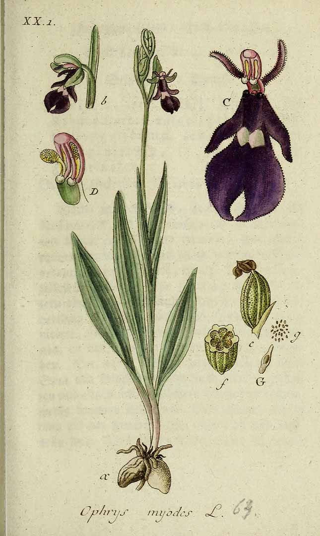 no HD illustration available (3)