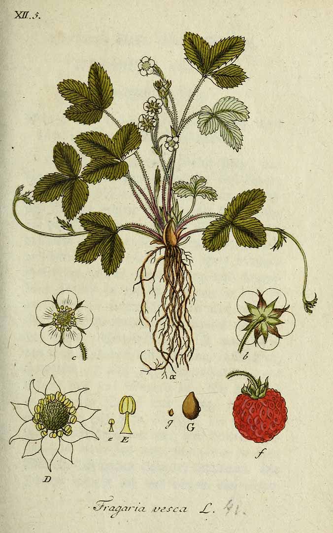 no HD illustration available (3)