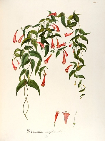 no HD illustration available (3)