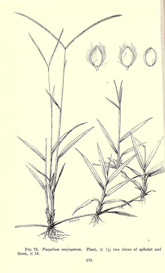 no HD illustration available (3)