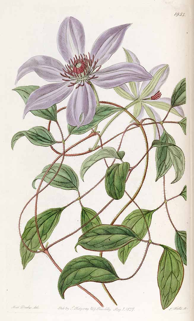 no HD illustration available (3)