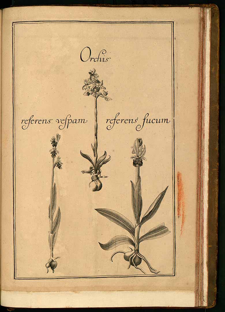 no HD illustration available (3)