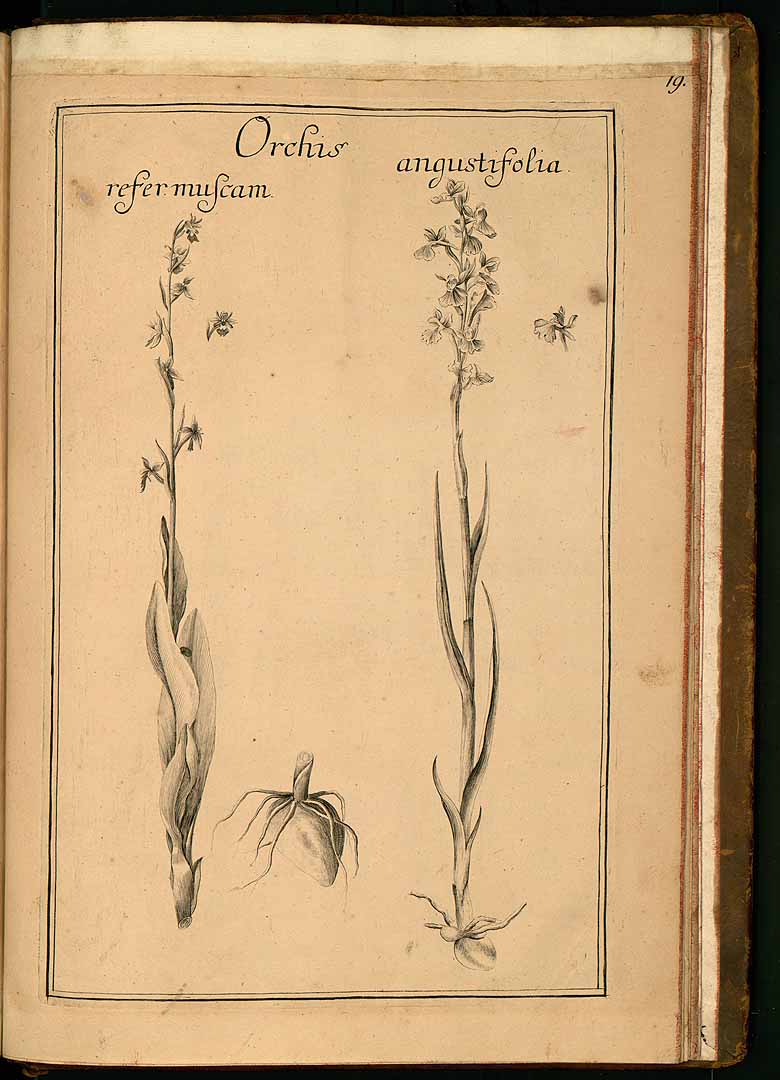 no HD illustration available (3)