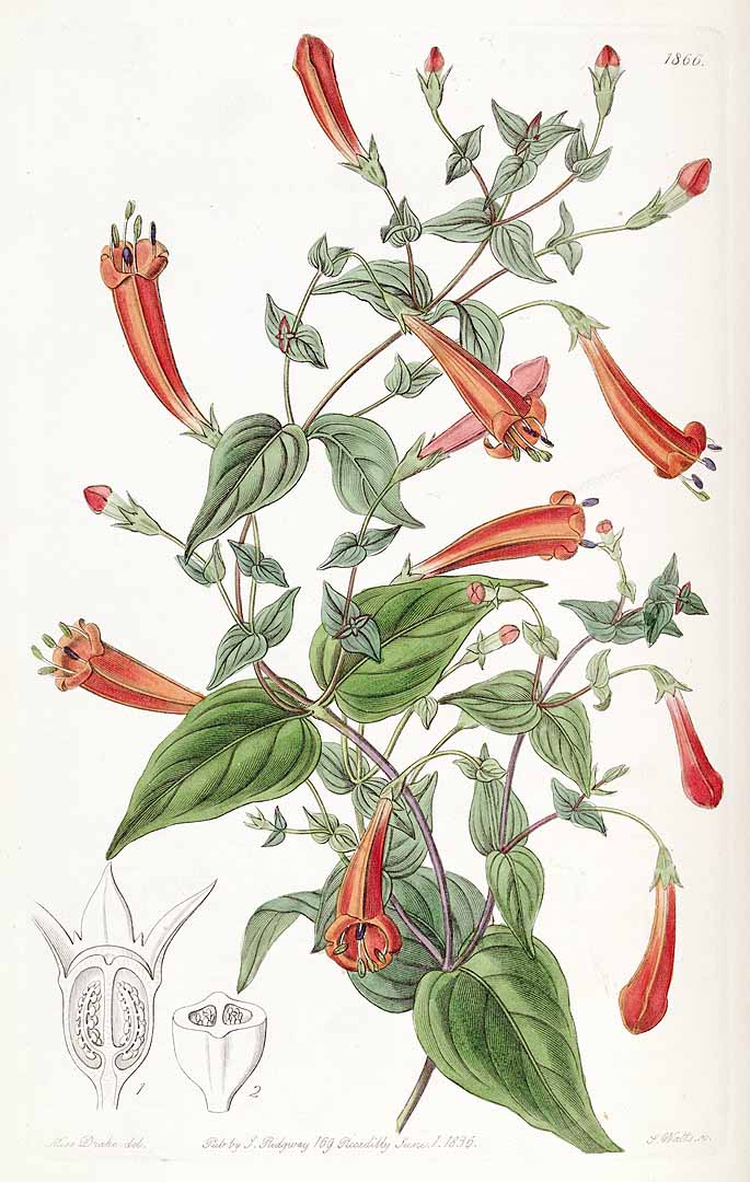 no HD illustration available (3)