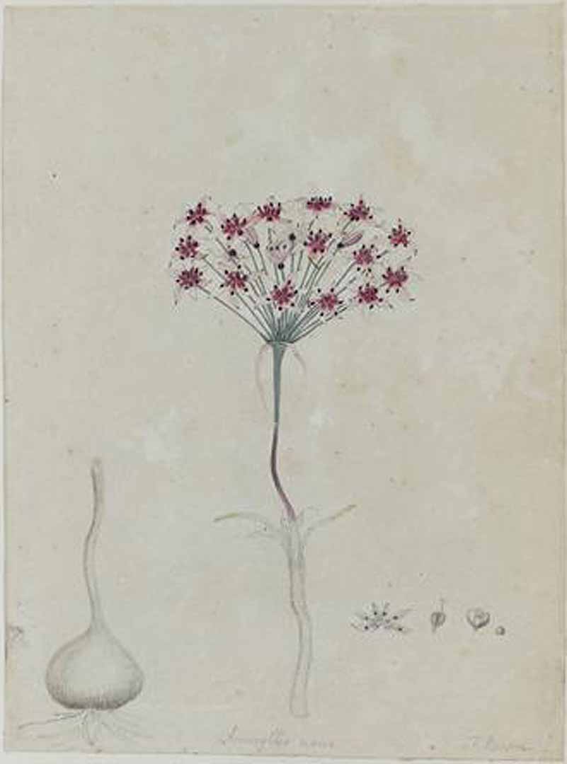 no HD illustration available (3)