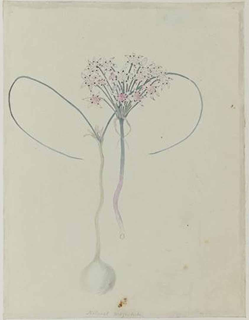 no HD illustration available (3)