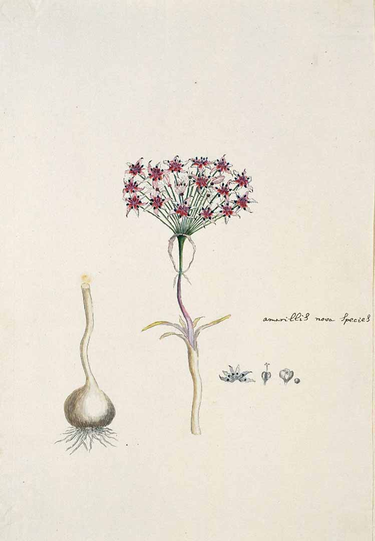 no HD illustration available (3)