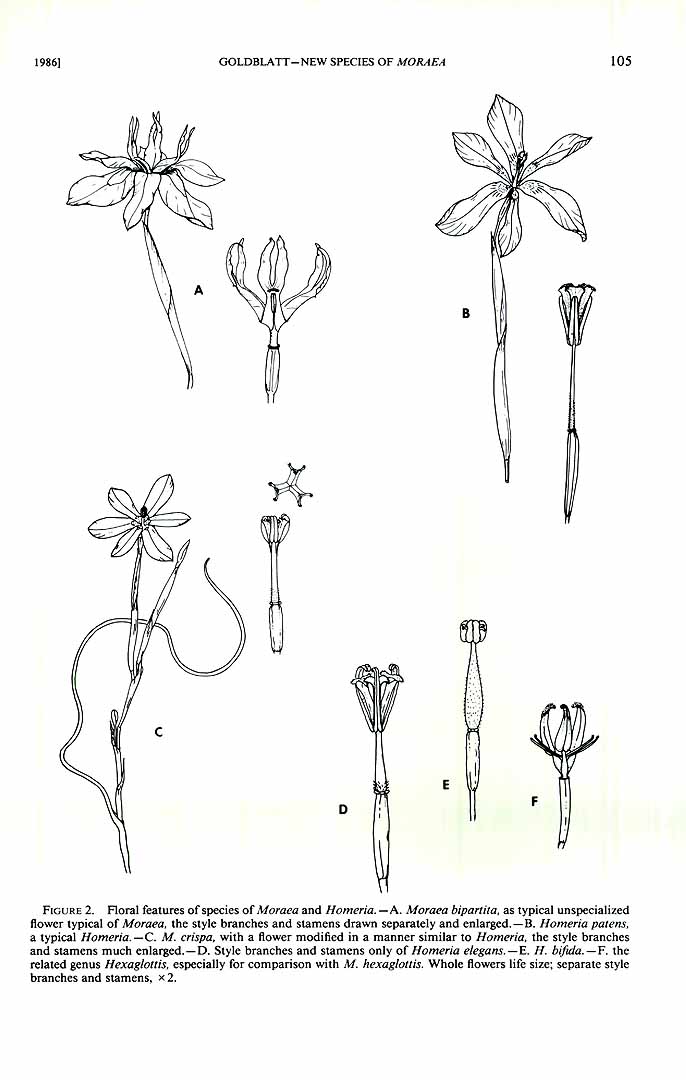 no HD illustration available