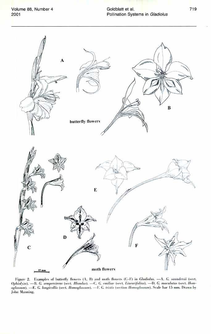 no HD illustration available