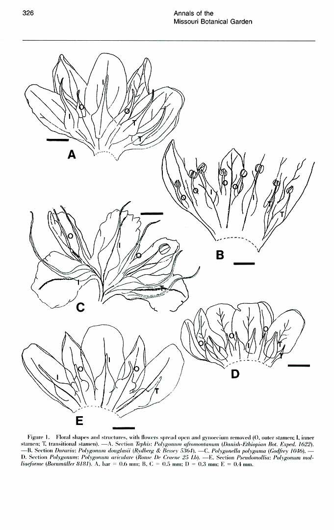 no HD illustration available