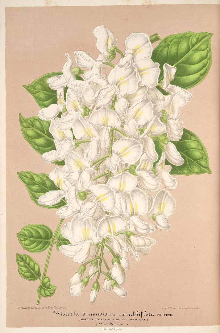 no HD illustration available (3)