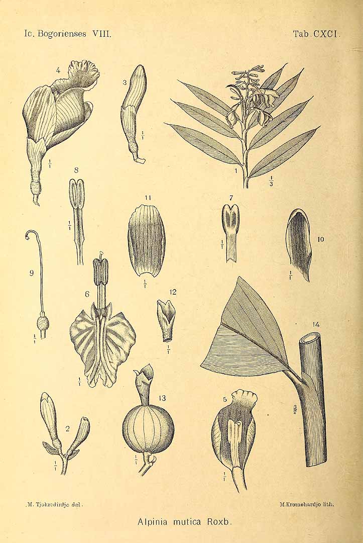 no HD illustration available (3)