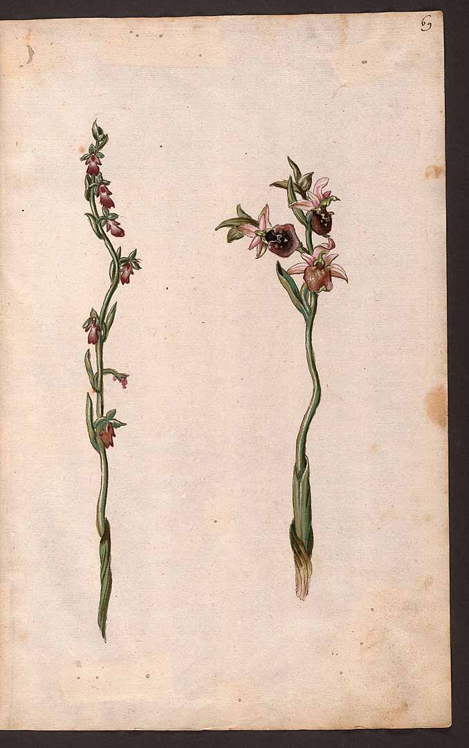 no HD illustration available (3)