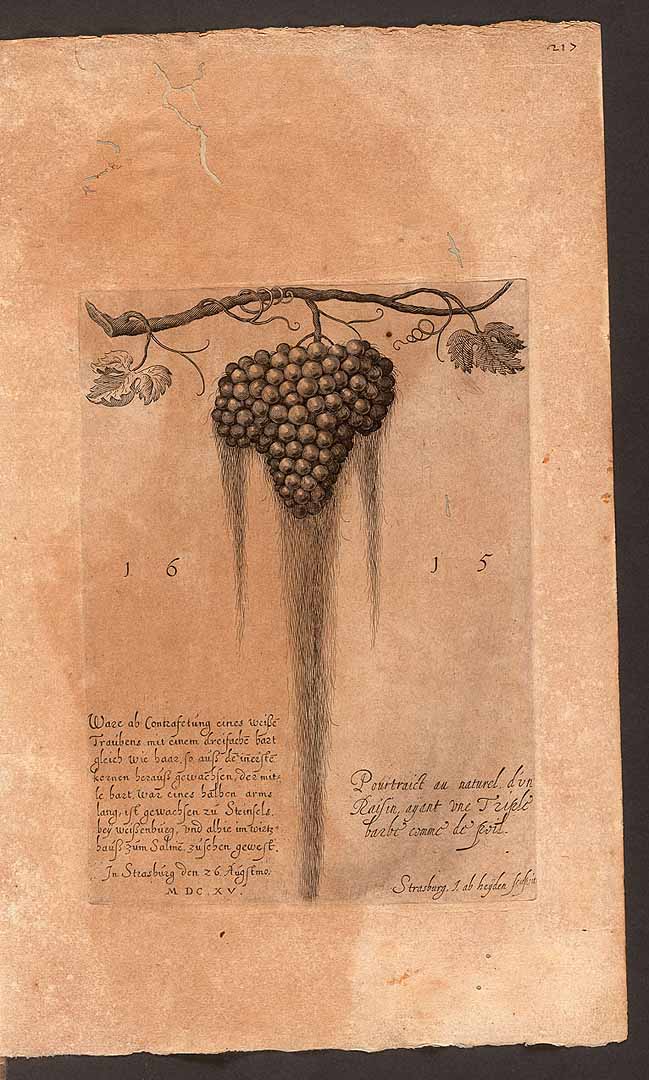 no HD illustration available (3)