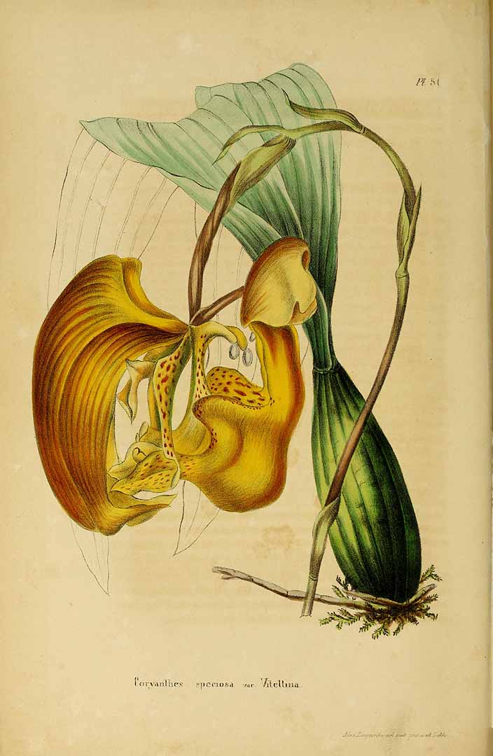 no HD illustration available (3)