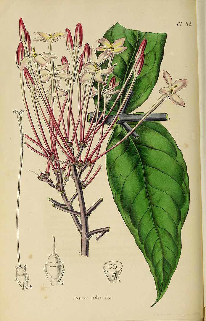 no HD illustration available (3)