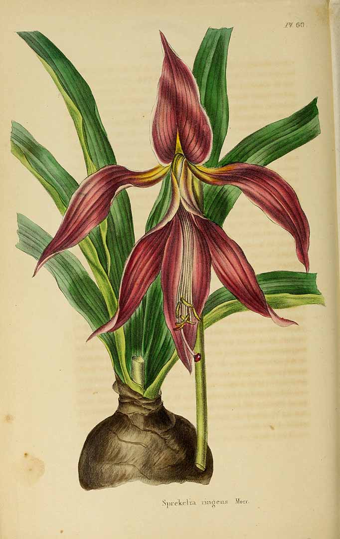 no HD illustration available (3)