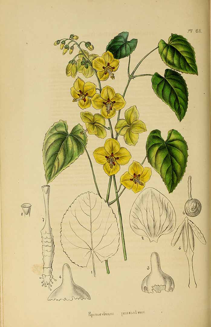 no HD illustration available (3)