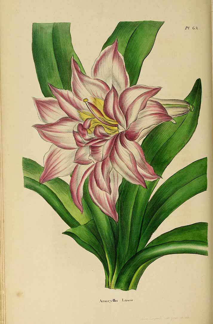 no HD illustration available (3)