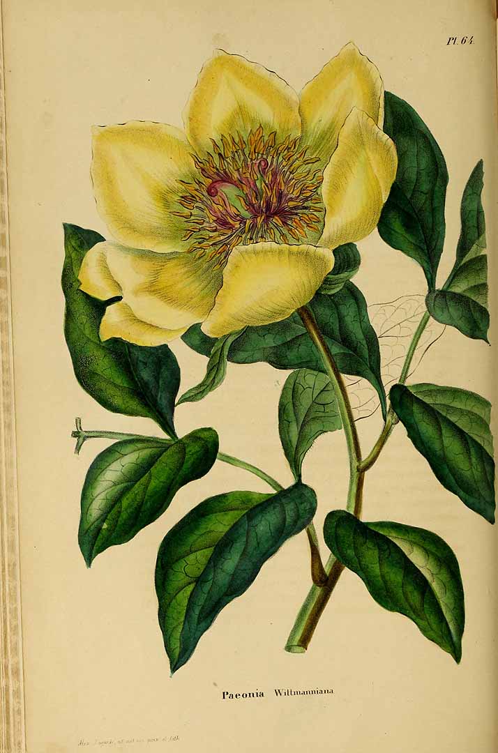 no HD illustration available (3)