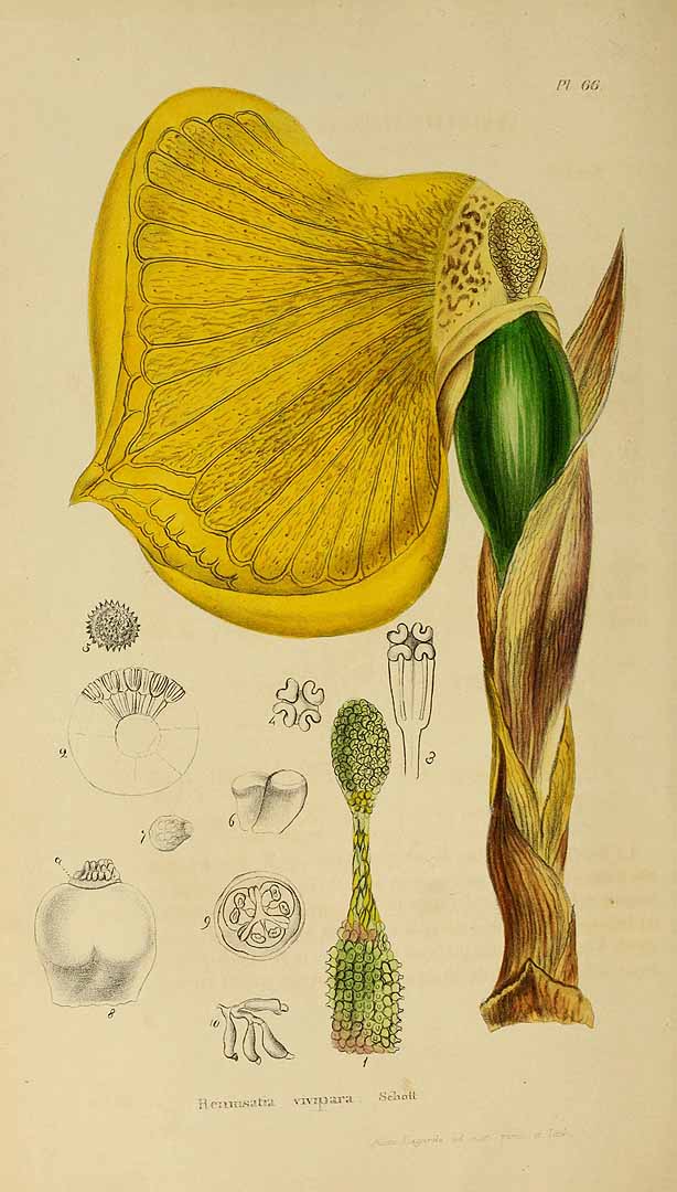 no HD illustration available (3)