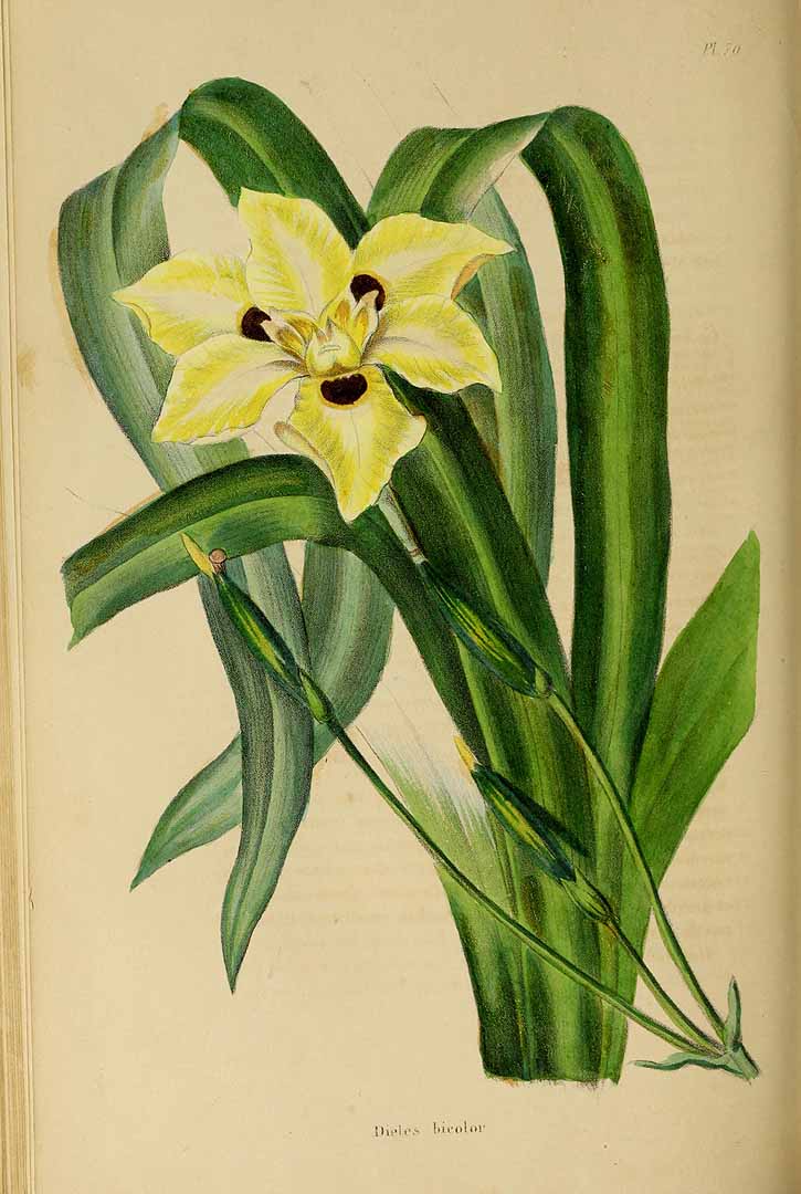 no HD illustration available (3)