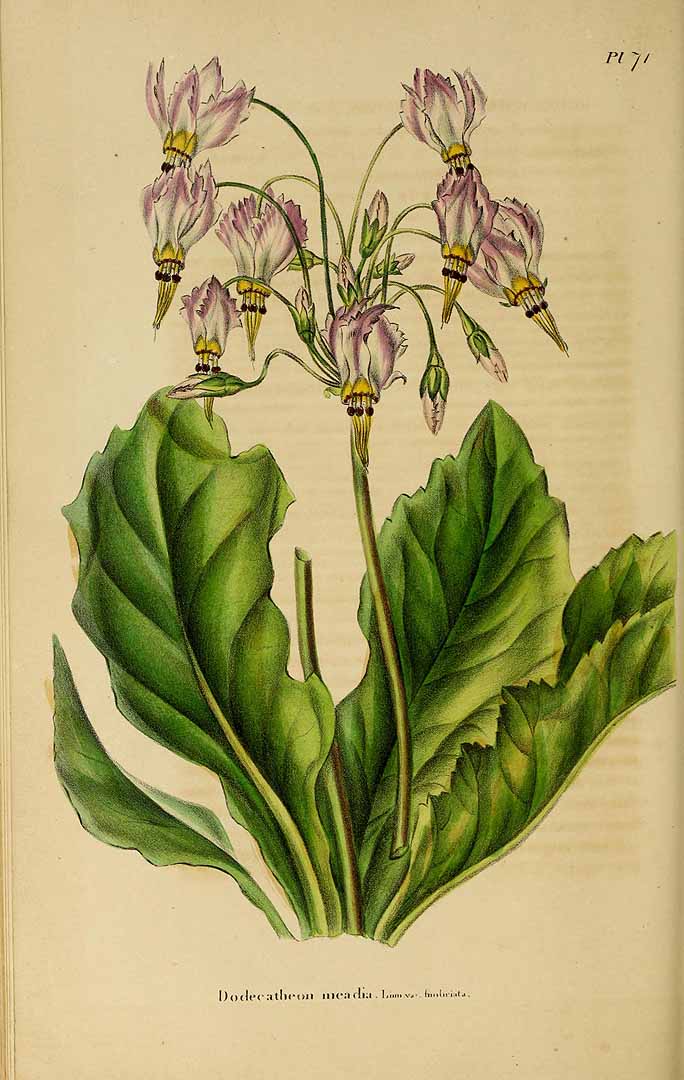 no HD illustration available (3)