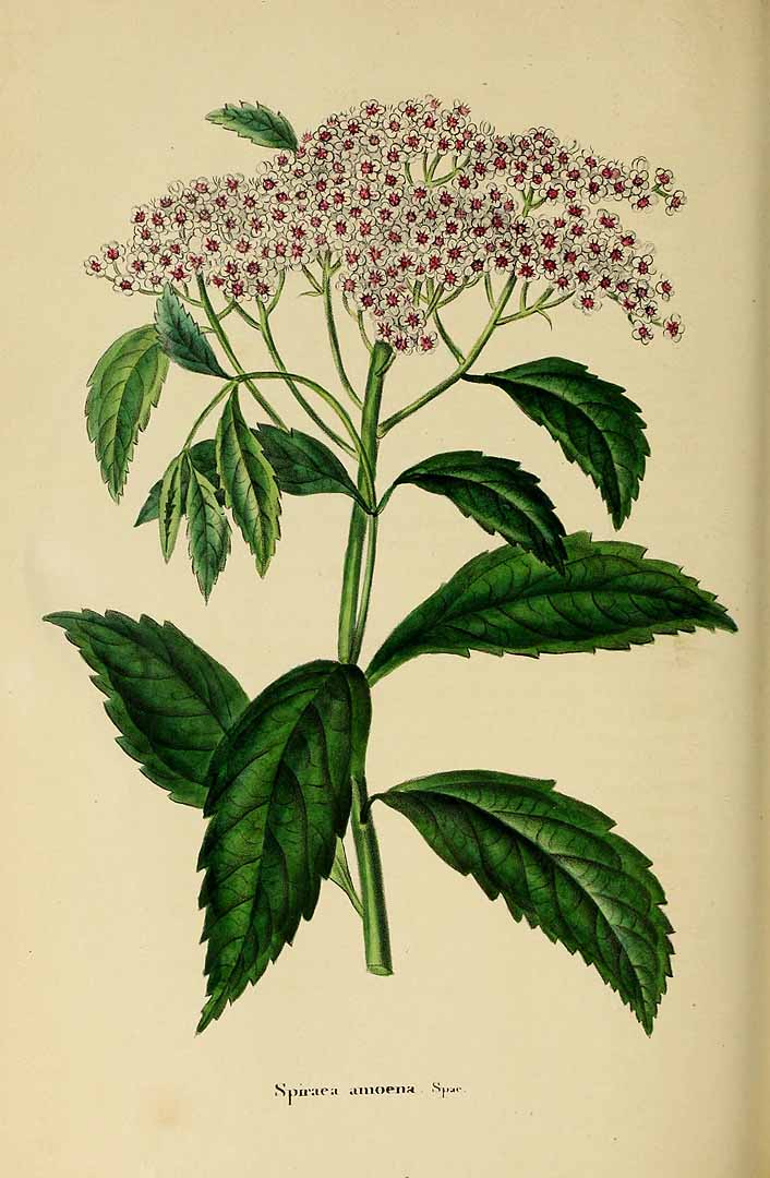 no HD illustration available (3)