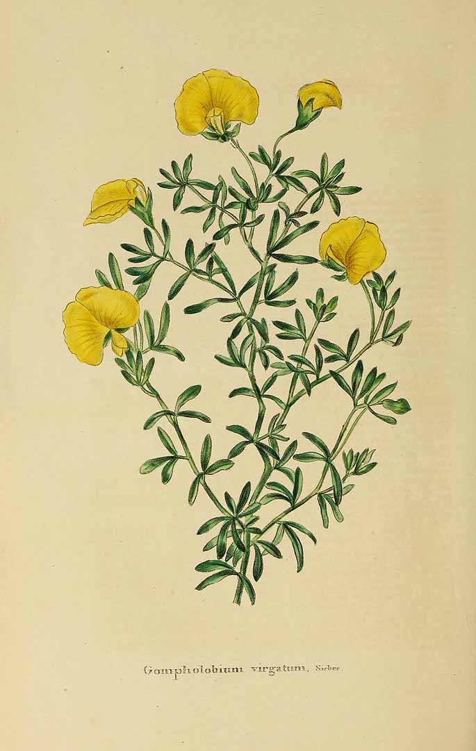 no HD illustration available (3)