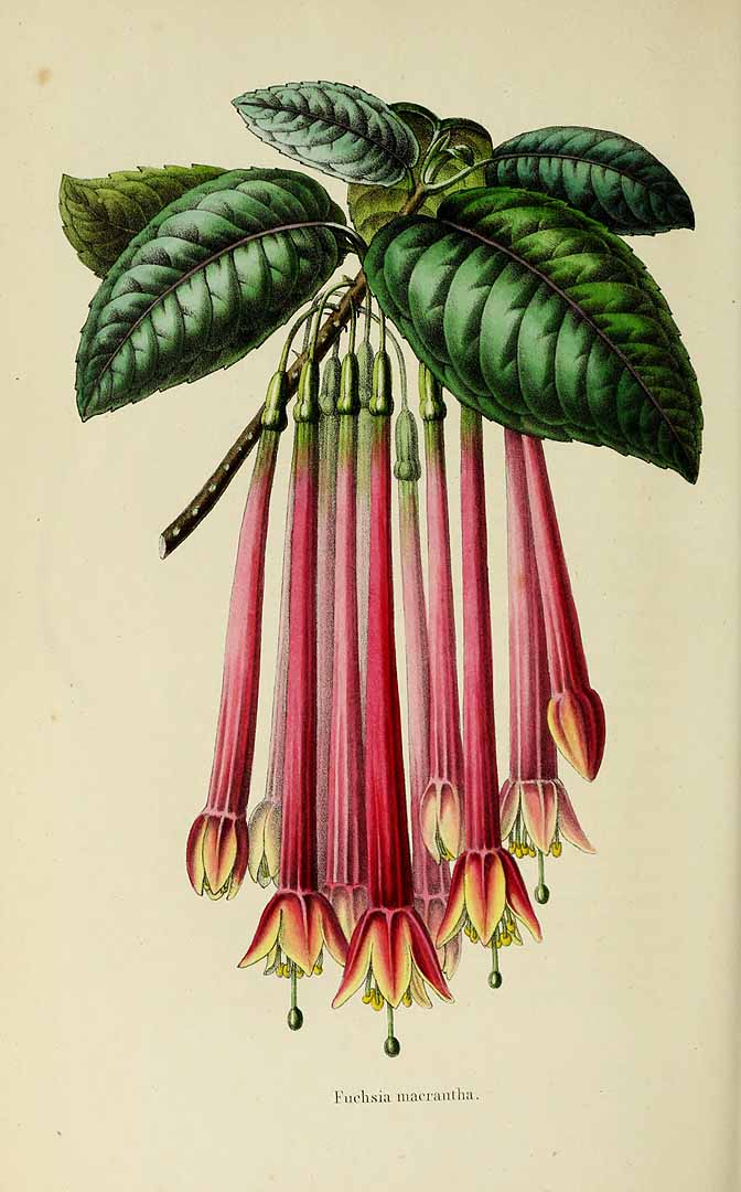 no HD illustration available (3)