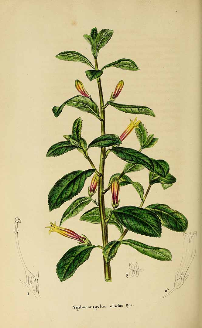 no HD illustration available (3)