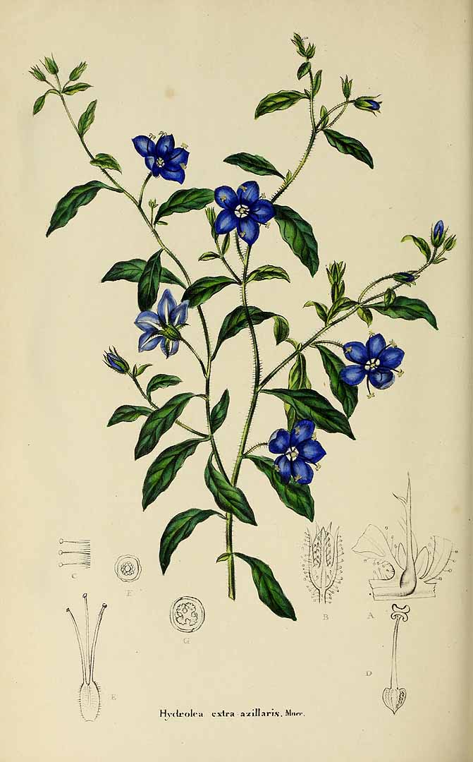 no HD illustration available (3)