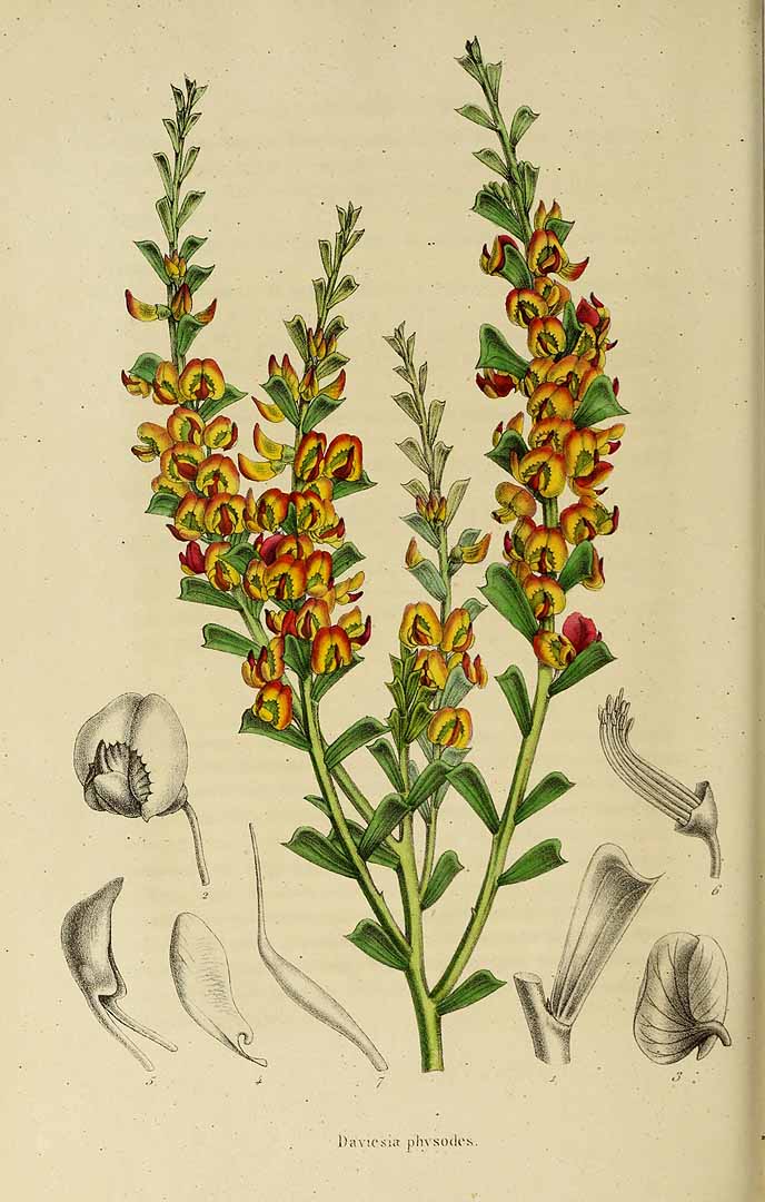 no HD illustration available (3)