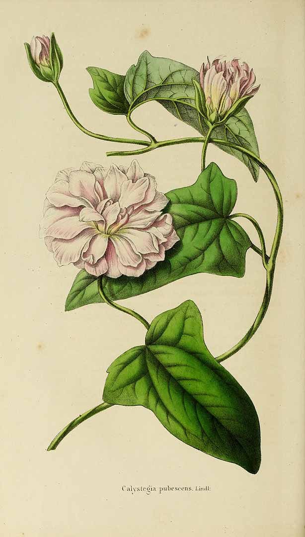 no HD illustration available (3)