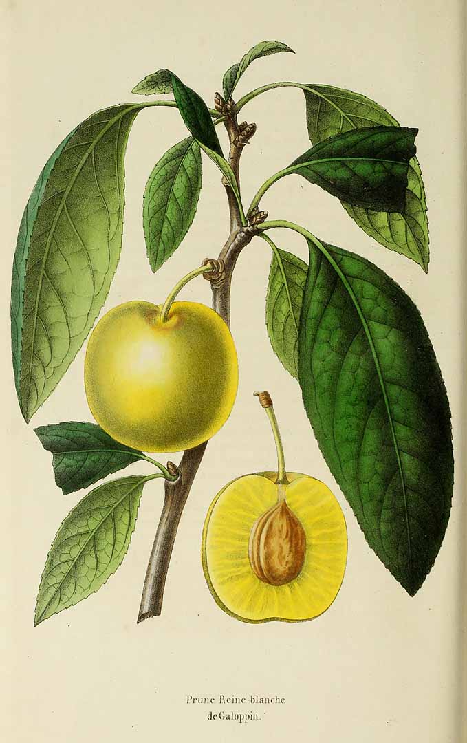 no HD illustration available (3)