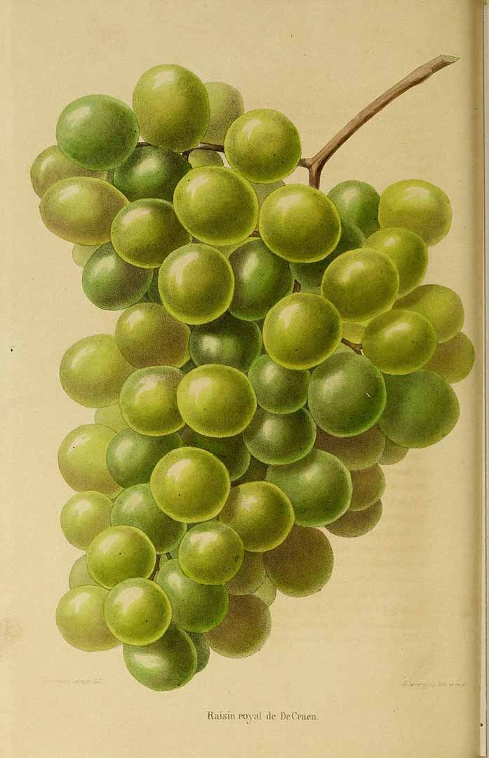 no HD illustration available (3)