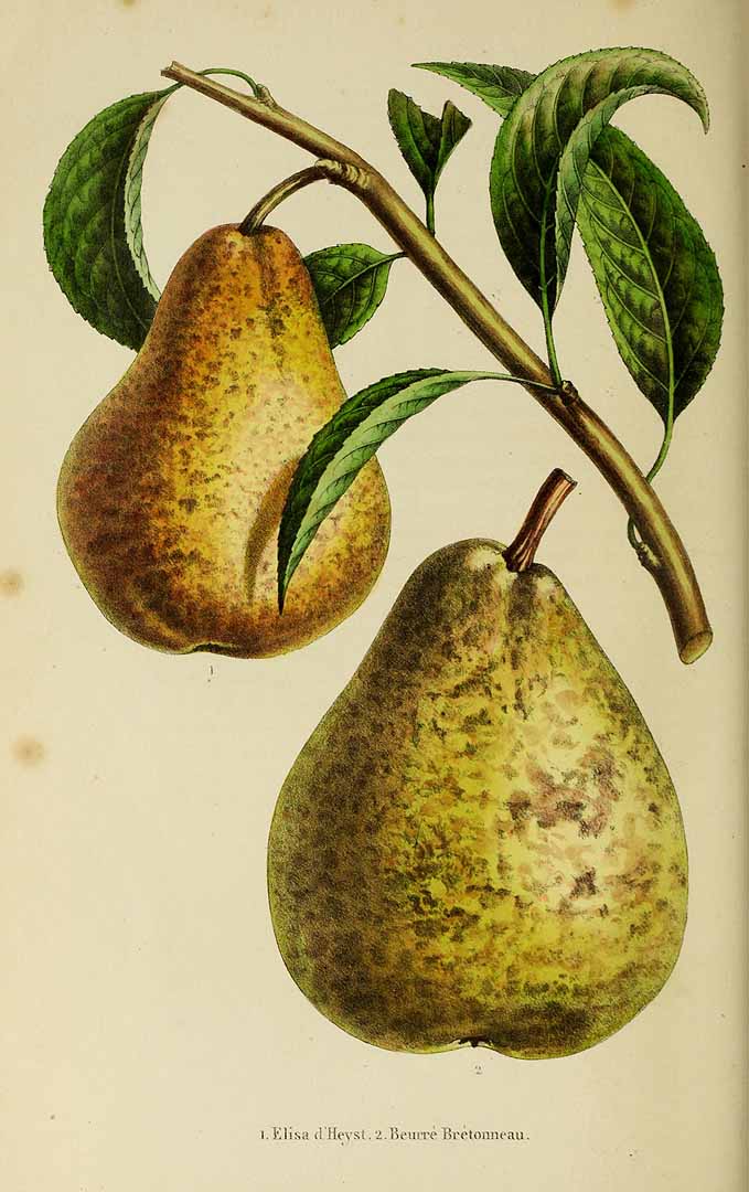 no HD illustration available (3)